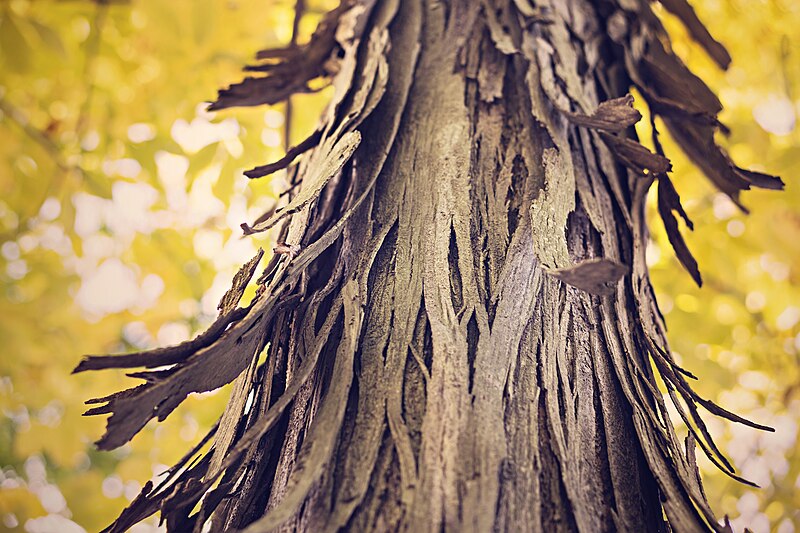 File:Bark shedding (14168959748).jpg