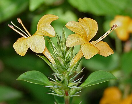 Barleria prionitis