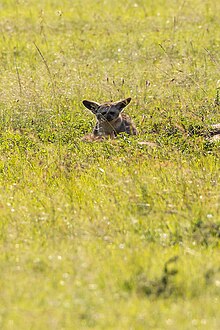 Bat-eared fox at Masai Mara National Reserve Bat Eared Fox Individual .jpg