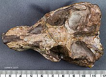 B. cynops skull from above Bauria-cynops 56ty.jpg