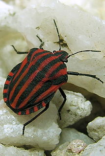 <i>Graphosoma italicum</i> Species of true bug
