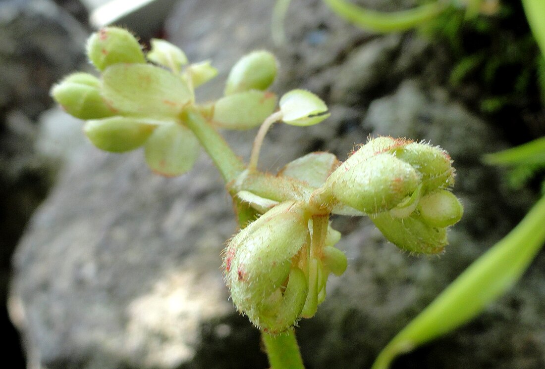 Begonia sect. Monopteron