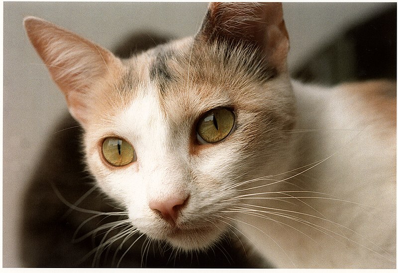 File:Beige and white cat.jpg