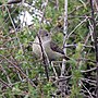 Thumbnail for File:Bell's Vireo (17938243874).jpg