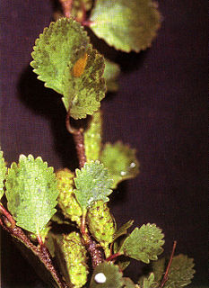 <i>Betula nana</i> Species of flowering plant