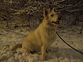 Biały pies na śniegu w Poznaniu - grudzień 2018 - 4.jpg