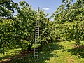 * Nomination: Cherry orchard at harvest time near Bieberbach in Franconian Switzerland --Ermell 13:10, 20 July 2023 (UTC) * * Review needed