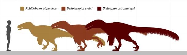 Size comparison between the largest Dromaeosaurids