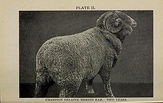 <span class="mw-page-title-main">Delaine Merino</span> Breed of sheep