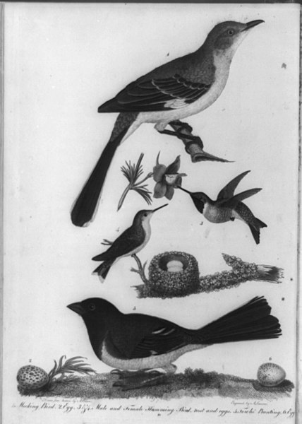 File:Birds, nests and eggs) - drawn from nature by A. Wilson ; engraved by A. Lawson LCCN93507657.jpg