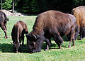 English: American Bison (Bison bison) in Juraparc, Vallorbe, Vaud, Switzerland Deutsch: Amerikanischer Bison (Bison bison) in Juraparc, Vallorbe, Waadt, Schweiz