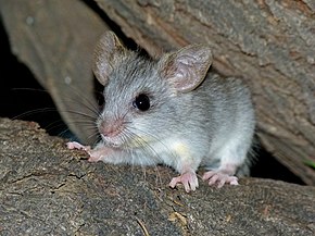 Descrição da imagem Juvenil de rato-de-cauda-preta (Thallomys nigricauda) (7024276597) .jpg.