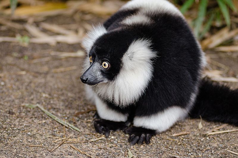 File:Black and white Ruffed Lemur (25054219615).jpg