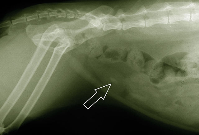 X-ray of a struvite bladder stone in a cat