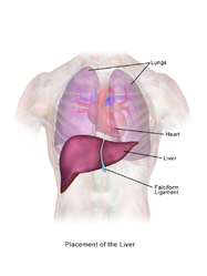 Location of the liver.