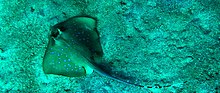 The body of a Kuhl's maskray is more angular, which distinguishes it from the blue-spotted ribbontail ray. Blue spotted stingray NTB.jpg