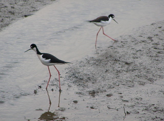 Black-necked stilts foraging on Pickleweed Inlet mudflats