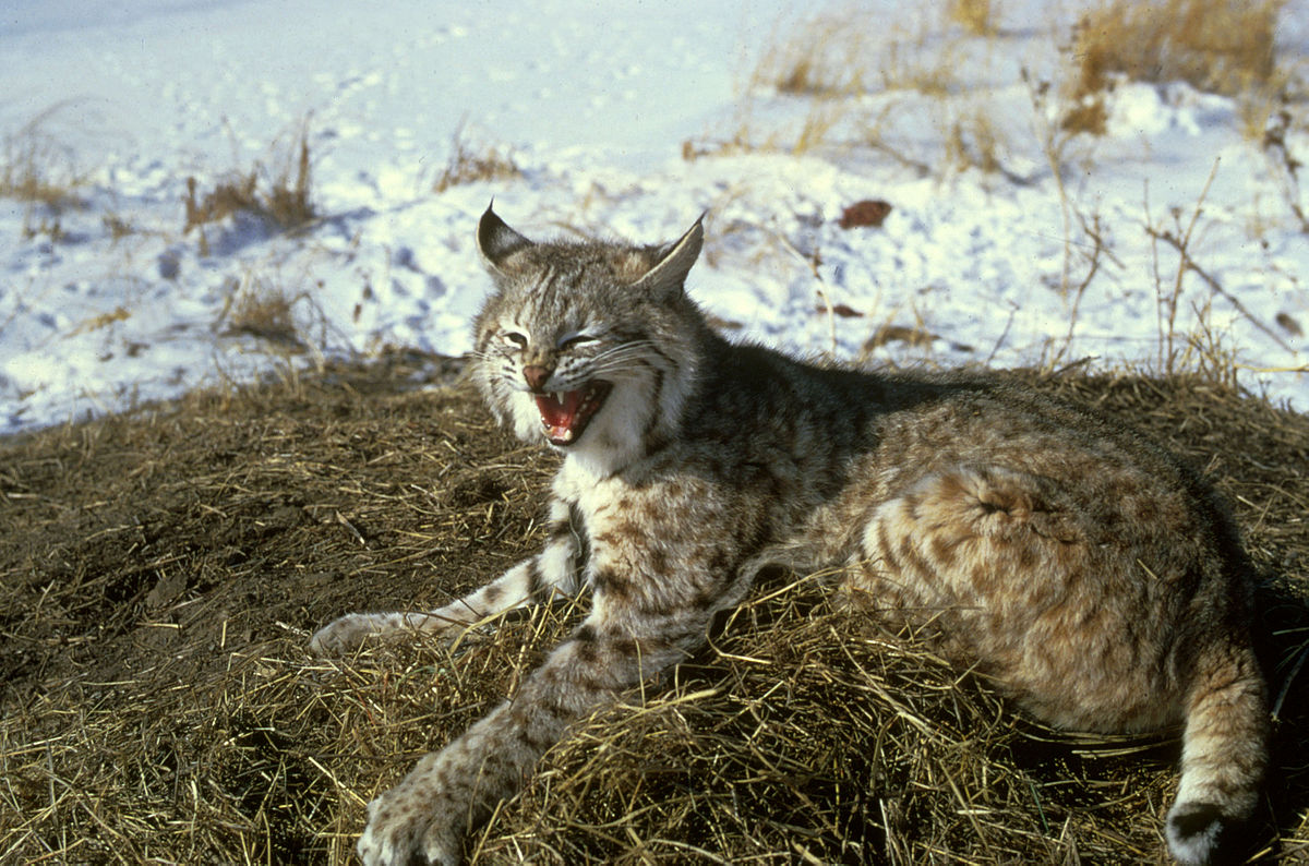 Bobcat Simple English Wiktionary