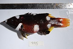 Bodianus axillaris, female Bodianus axillaris f.jpg