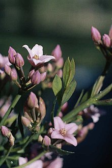 Boronia spathulata.jpg