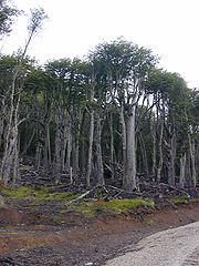 Lenga forest (Nothofagus pumilio) is a typical habitat of the white-throated treerunner. BosqLenga1.jpg