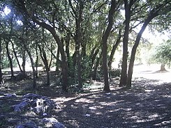 Bosque de La Bañizuela.jpg