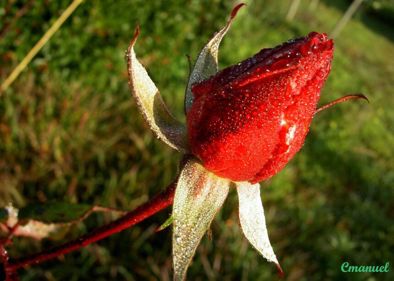 File:Botão de Rosa Button of Rose (354334952).jpg