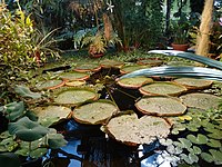 Victoria amazonica, botanical garden