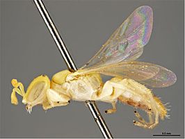 Brachyhesma trichopterota