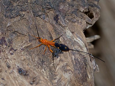 Braconine wasp (Braconidae, Ichneumonoidea)