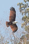 Brahminy kite - Likupang.JPG