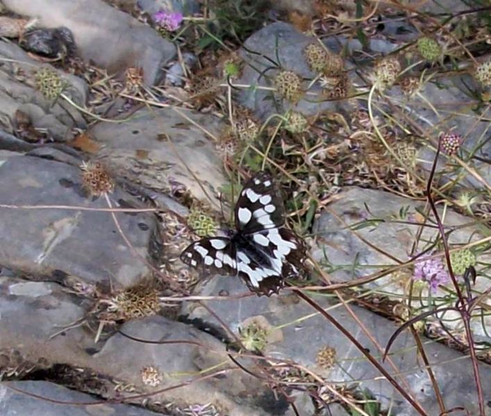 File:Braun weisser schmetterling- merea tal - dolcedo.jpg