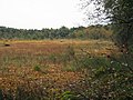 Wide moor near Eschede 16.JPG