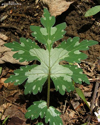 <i>Hydrophyllum canadense</i> Species of flowering plant