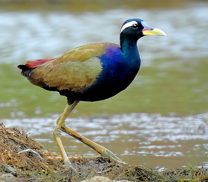 File:Bronze-winged jacana (Metopidius indicus) Photograph by Shantanu Kuveskar.jpg