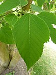 Broussonetia kazinoki (Moraceae) smileave. 
 JPG