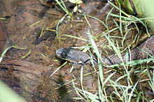 Serpente d'acqua marrone.jpg