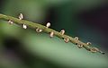 * Nomination Fokus stack of Bulbophyllum falcatum flowers at Gothenburg Botanical Garden. --Averater 11:59, 14 February 2015 (UTC) * Promotion Good quality. --Poco a poco 12:31, 14 February 2015 (UTC)