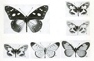 BulletinHillMuseum1921Plate9, Amauria & Acraea specimens.jpg