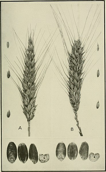 File:Bulletin of the U.S. Department of Agriculture (1913-1923.) (20498713475).jpg