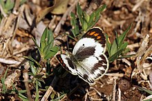 Bushveld oranžová špička (Colotis pallene) female.jpg