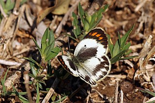 <i>Colotis pallene</i> Species of butterfly