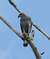 Grey hawk