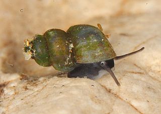 <i>Bythinella bavarica</i> Species of gastropod