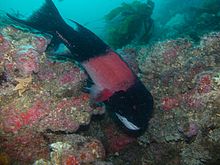 California sheephead, Channel Islands National Marine Sanctuary