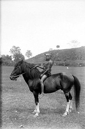 Pony di Bali cavalcato da un bambino