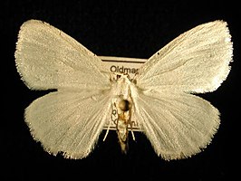 Cabera variolaria