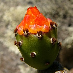 Cactus bud (697443644).jpg