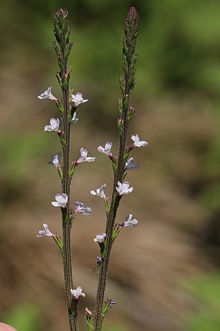 <i>Verbena californica</i> Species of flowering plant