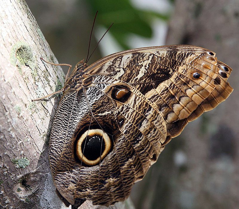 File:Caligo illioneus lepidoptero.jpg - Wikimedia Commons